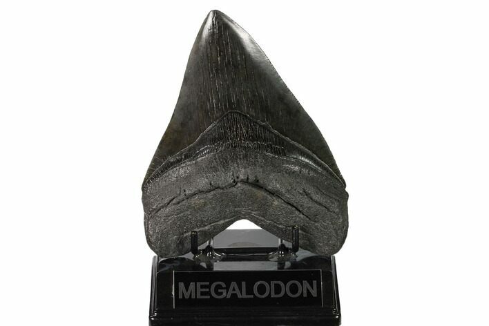 Huge, Fossil Megalodon Tooth - South Carolina #160252